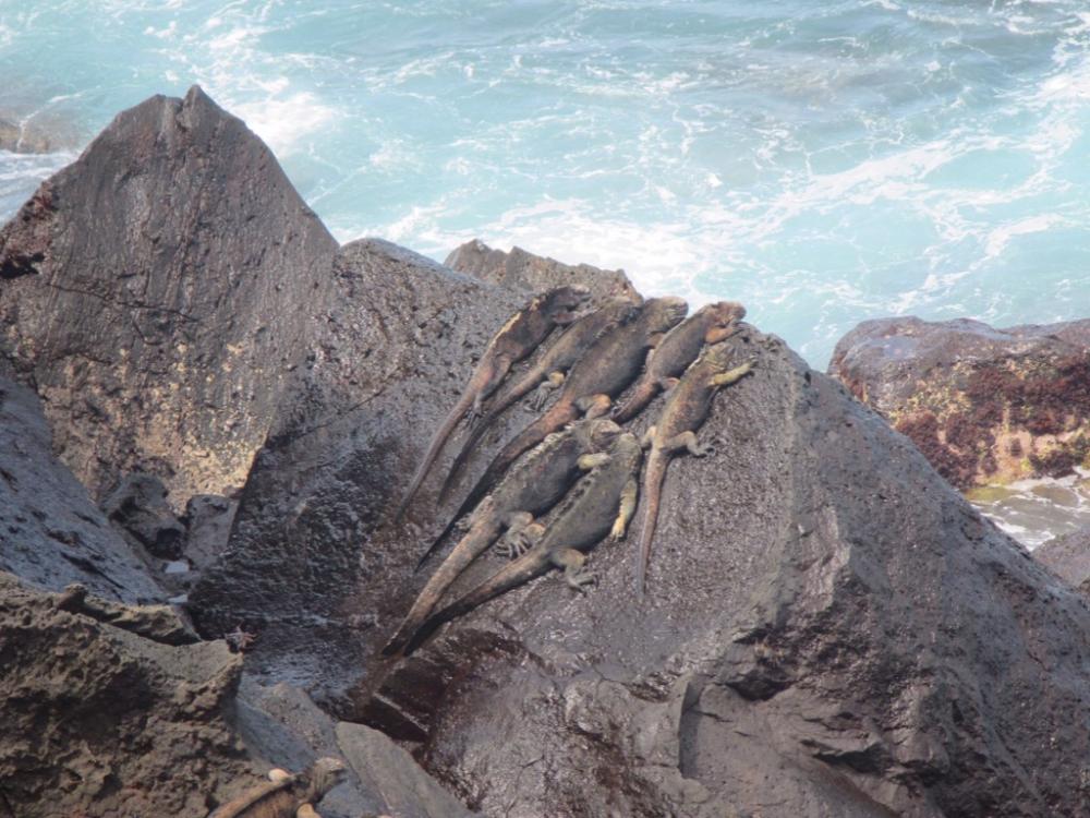 Marine Iguanas: More of the locals taking in the rays
